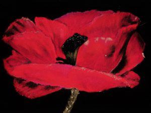 Bloemen 10 (4)